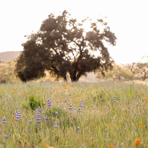 Find a spot within the ten acre grounds to enjoy a picnic on a warm summer's day
