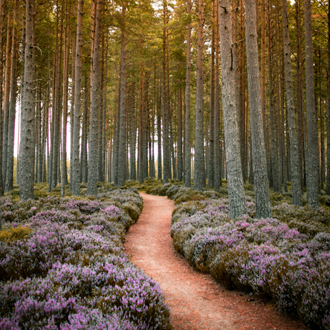 Stay a ten-minute drive from the Cairngorms National Park