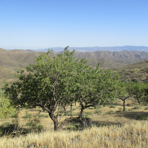 Put on your walking boots and hike one of the many trails in the Sierra de Almijara range