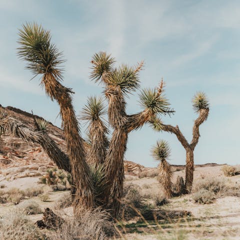 Explore the Mojave Desert on your doorstep – it's around 11 miles to the West Entrance of Joshua Tree National Park