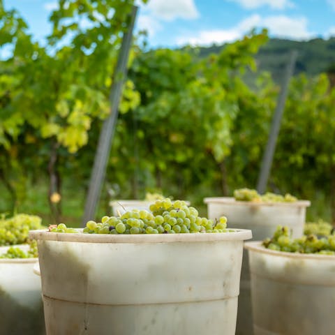 Savour a glass of Italian wine from the nearby vineyards