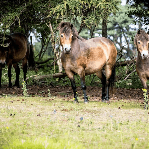 Explore the 400-acre nature reserve a three-minute drive away, and discover wild Exmoor ponies on the way