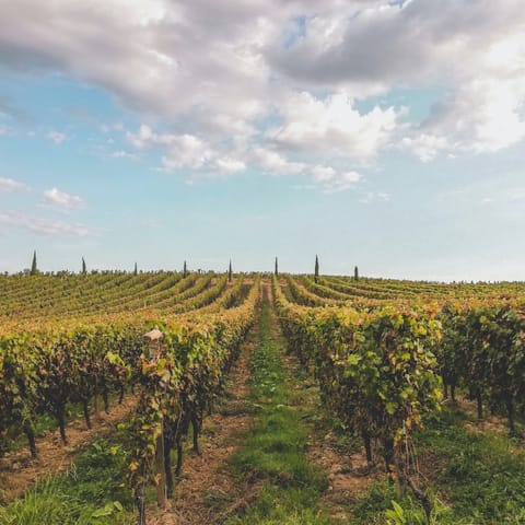 Visit the vineyards of beautiful Bordeaux, a world capital of wine