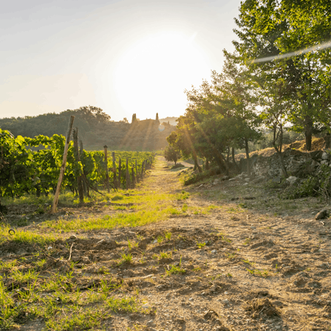 Follow hiking trails through the idyllic countryside of Chianti