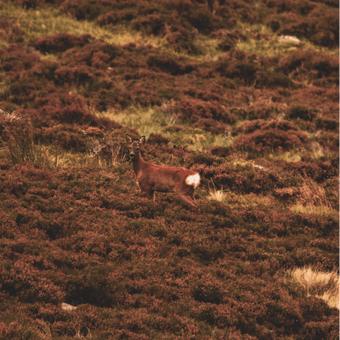 Spy roaming nearby wildlife from your window, and reconnect with the tranquility ofnature