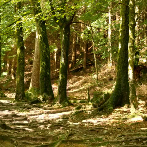 Go for an invigorating stroll around Gordon Community Woodland, only six minutes' drive away