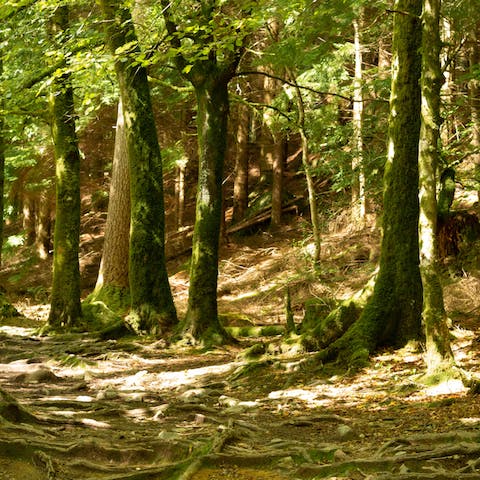 Go for an invigorating stroll around Gordon Community Woodland, only six minutes' drive away