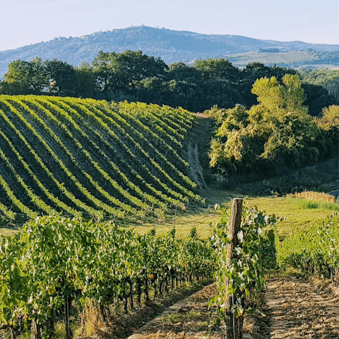 Venture into the vineyards nearby to sample the region’s renowned wines right at the source