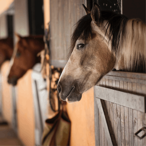 Discover scenic paths by horseback