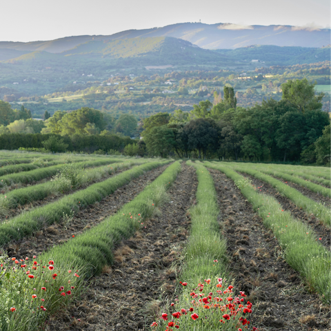 Put on your hiking boots and explore the Luberon