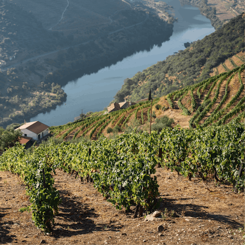 Explore the vineyards of Douro – you'll be in the perfect place