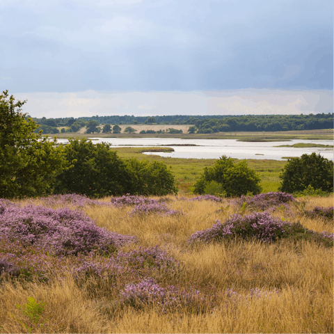 Drive just twenty minutes to the National Trust Dunwich Heath and Beach