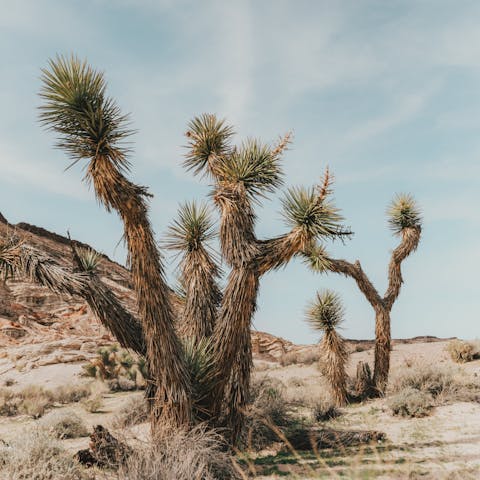 Drive thirty-five minutes to Joshua Tree National Park and explore the breathtaking landscape