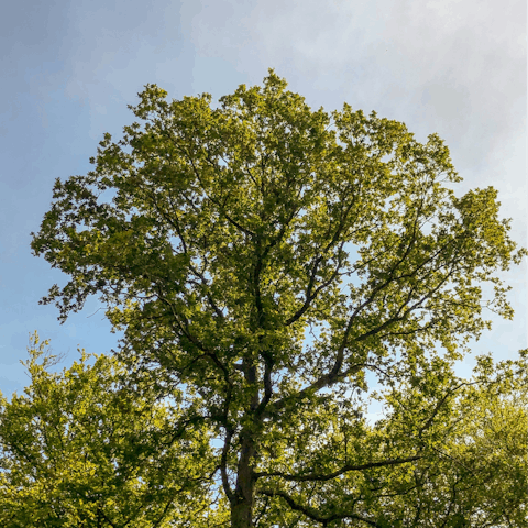 Enjoy a refreshing escape in the Essex countryside