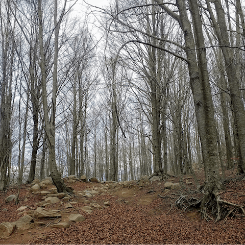 Enjoy the peaceful setting surrounded by nature