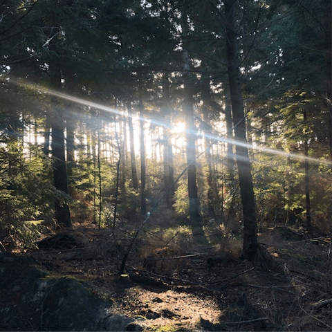 Explore the verdant woodland that surrounds the barn