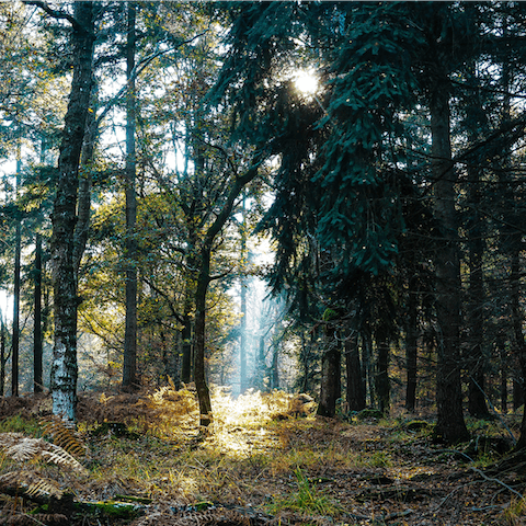 Hike through the Shropshire Hills