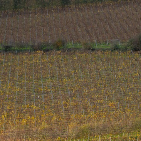 Go on a wine tour of the owner's family-run 30-acre vineyard