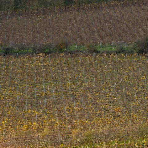 Go on a wine tour of the owner's family-run 30-acre vineyard