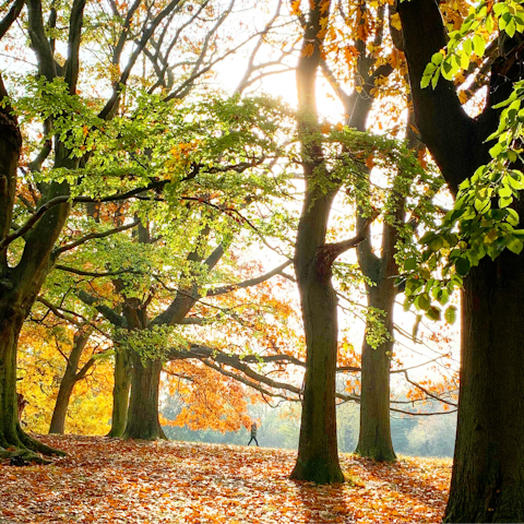 Head south on the Tube to take a scenic stroll on Hampstead Heath