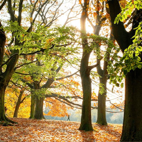 Head south on the Tube to take a scenic stroll on Hampstead Heath