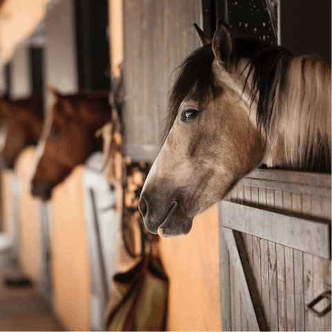 Gallop on over to the nearby stables for a ride