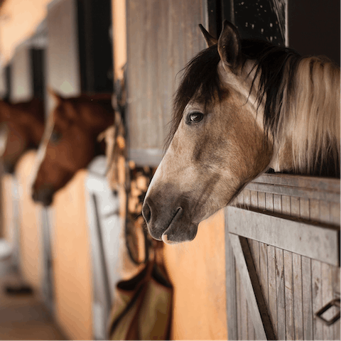 Gallop on over to the nearby stables for a ride