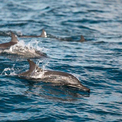 Organise a dolphin-spotting and whale-watching trip with your host for a fun day out