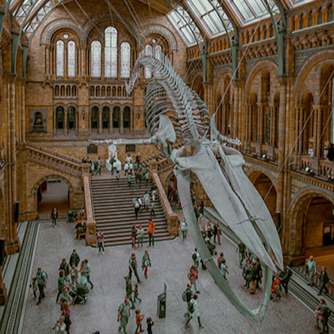 Soak up some culture at the Natural History Museum, a short walk away