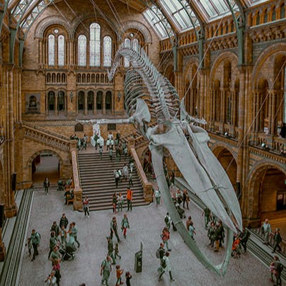 Soak up some culture at the Natural History Museum, a short walk away