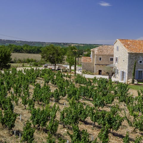 Wander through the distinguished vineyards of Cahors