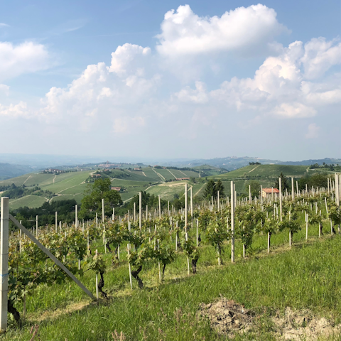 Stay in the heart of Piedmont wine country, surrounded by vineyards