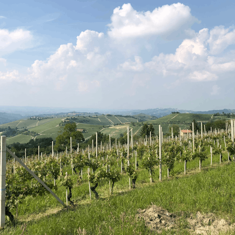 Stay in the heart of Piedmont wine country, surrounded by vineyards