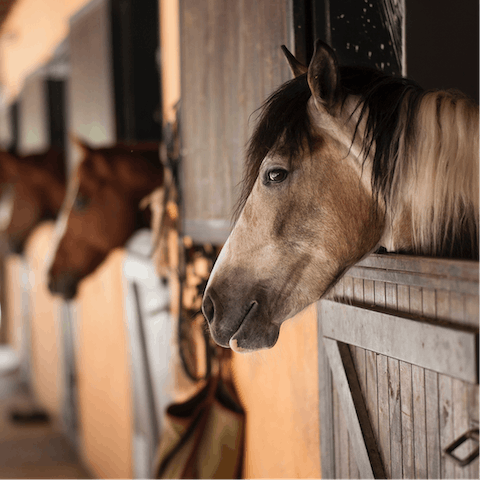 Saddle up to explore the pretty hilltop village of Eygalières – it's seventeen minutes away