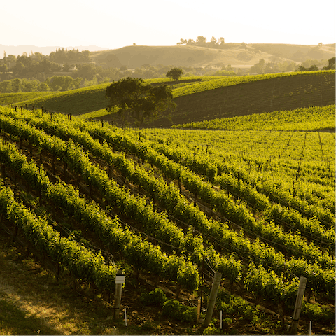 Go wine tasting in the local vineyards