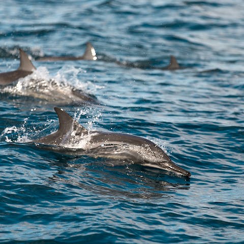 Join a boat tour for the day to go dolphin watching – keep an eye out for them