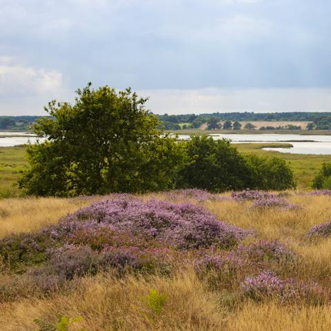 Walk the footpaths through the marshes