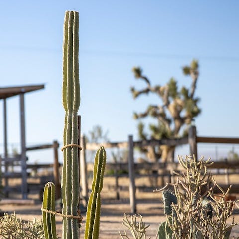 Get to know your desert wildlife in the huge yard