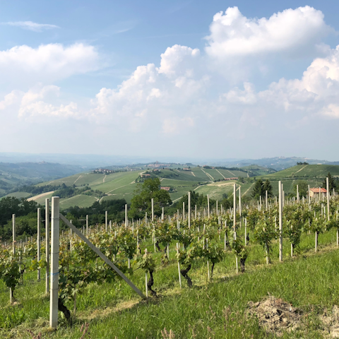 Explore the rolling hills of Italy's Piedmont region