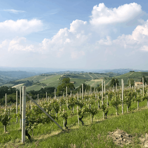 Explore the rolling hills of Italy's Piedmont region