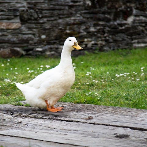 Meet the friendly animals that share the forty acres of farmland