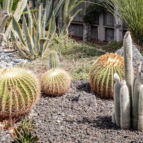 Admire the California-style succulent garden