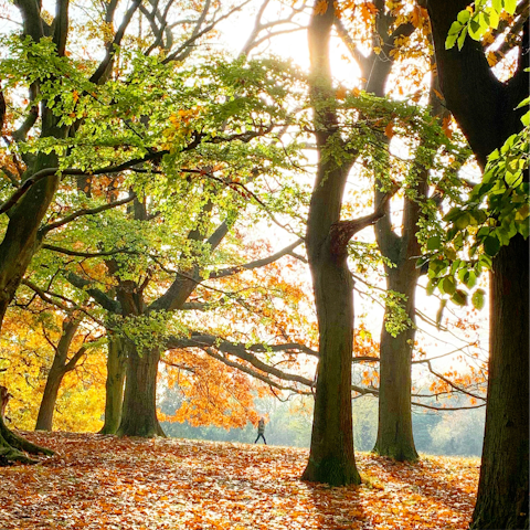 Experience London's natural beauty in Hampstead Heath