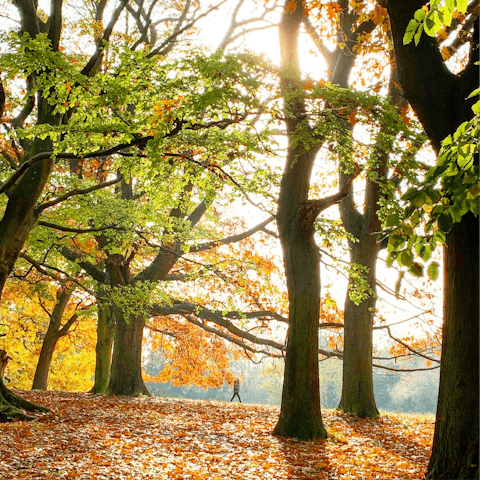 Experience London's natural beauty in Hampstead Heath