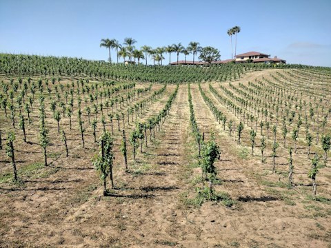 Tour Benziger Family Winery's biodynamic vineyards, a short drive away