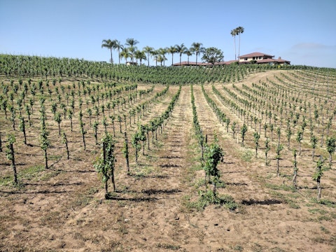Tour Benziger Family Winery's biodynamic vineyards, a short drive away