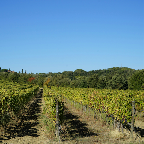 Explore the countryside with hikes and vineyard tours