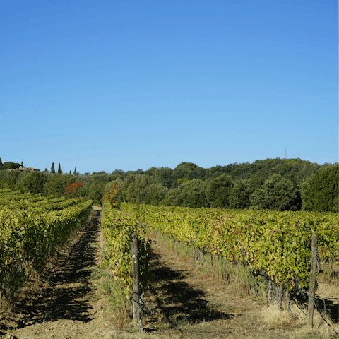 Explore the countryside with hikes and vineyard tours