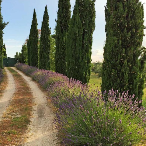 Indulge in the fresh smell of lavender