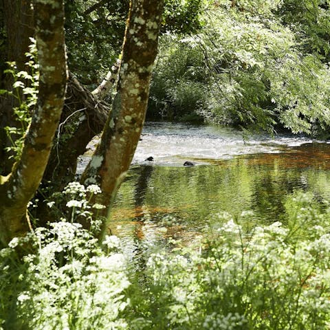 Go for a walk through the bucolic countryside of Dartmoor National Park